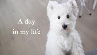 A day in dog's life