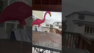 Actual flamingo dance