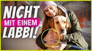 Wenn du einen Labrador hast, tu DAS niemals!