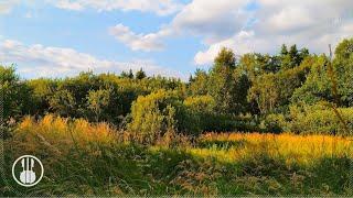 Summer Evening Meadow  Nature Ambience - Crickets Sounds and Birds for Sleep and Calm