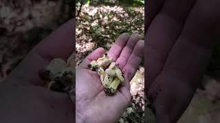 Стільки чекали і ось вони #mushroom