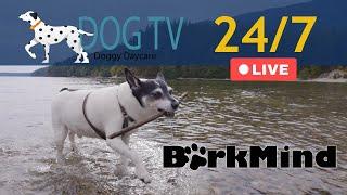 Dog TV Live 24/7 - Doggy Daycare - TV for Dogs