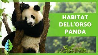 Dove e come vivono i PANDA?(Habitat dell'orso panda)