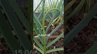 Вот это чеснок!  #дача #огород #чеснок #размер #грядки #урожай #garden