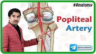 Popliteal artery Anatomy Animation : Dr G Bhanu Prakash