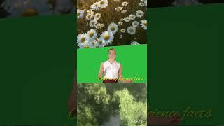 Trees communication | The Secret Language of Trees: How They Communicate (Nature Documentary)