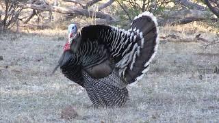 Gould's Turkey Hunting in Mexico with Jay Scott Promo Video