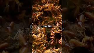 Hybrid ‘Super-Termites’ Discovered In Florida