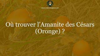 Où trouver l’Amanite des Césars ou Oronge ? - 1 minute pour comprendre