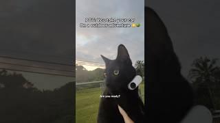 Next video - Taking my cats to the vet because they sneeze all the time 🫡#pov #cats #shorts