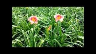 Best Perennials, Hemerocallis Decatur Cherry Smash (Daylily)