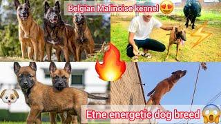 Belgian Malinois K Kennel Par Gye|| First Time Etne Energetically Dog Breed Dekhi