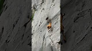 Insane!  A Goat Climbing a Vertical Cliff?  #wildlife #mountains #goat #animals #nature #kinggoat