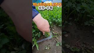 미나리꽝 이렇게하면 1년내수확