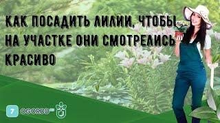 Как посадить лилии, чтобы на участке они смотрелись красиво