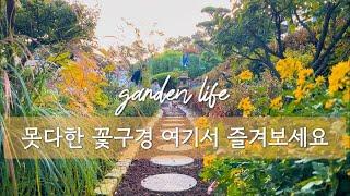 국화꽃 가득 11월 정원 풍경  | 추식구근 심는 시기 | 추명국, 국화, 메리골드 등