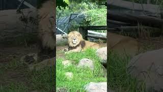 The lion king starring at u🩵🩵#youtubeshorts #perthzoo #angryanimal #shortsvideo #lion