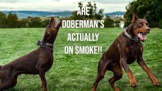 Is The Doberman Pinscher What People Make Out?