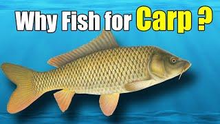 Why Fish for Common Carp? - Introduction to Carp Fishing