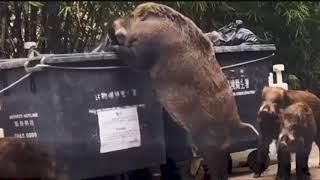 Gigantic wild boar dubbed "Pigzilla" seen rummaging through dumpster