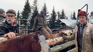 Beach to Homestead || Otto’s Fall Cattle Roundup