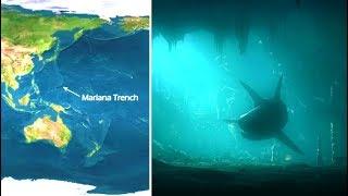 Does A Megalodon Shark Live At The Bottom Of The Mariana Trench?