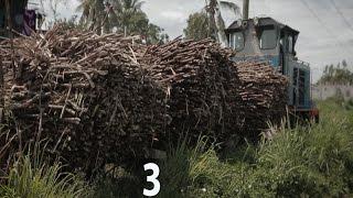 Farming Sugar Cane in Fiji