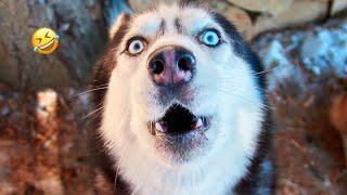 FUNNIEST Huskies | Normal dogs vs Huskies | 10 Minutes Best Videos | Part 39