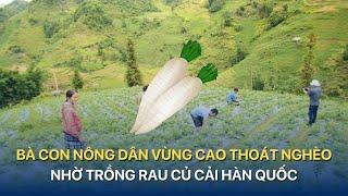 Bà con nông dân vùng cao thoát nghèo nhờ trồng rau củ cải Hàn Quốc | VTVMoney