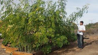 Moringa Trees Over 13 Feet Tall In First Year: Intensive Cultivation - 8.5 Month Update