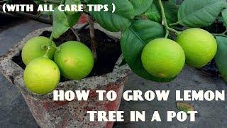 How to Grow Lemon Tree (With all Care Tips)