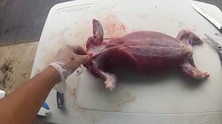 GROUNDHOG ( WOODCHUCK)- Fillet & Release!!?? How to Clean a Groundhog! Part 1