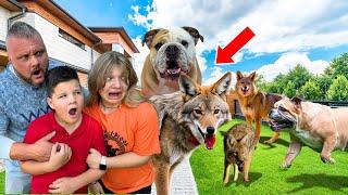 VICIOUS COYOTE attacked OUR DOG!   *Security Footage*