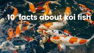 10 Interesting Facts about Koi Fish