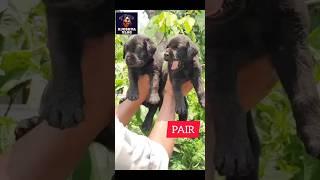 #BLACK  LAB PUPPIES AVAILABLE IN REASONABLE #PRICE BOOKING #puppy #cutepuppy #puppyhood