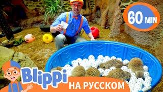 Блиппи идёт в зоопарк | 60 минут | Обучающие видео для детей | Blippi