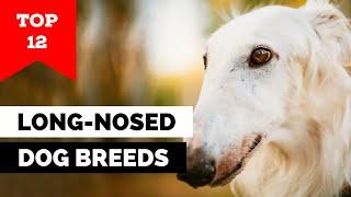 12 Long-Nosed Dog Breeds That Will Steal Your Heart