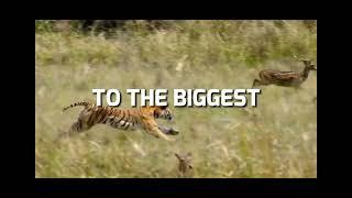 Nguồn: BBC. Phim Big Cats 2018