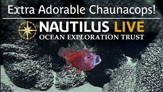 ​​​​Extra Adorable Chaunacops in American Samoa | Nautilus Live