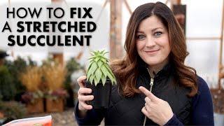 How to Fix a Leggy or Stretched Succulent! ️// Garden Answer