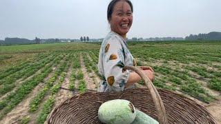 今天下小雨清香摘几个冬瓜，配上猪肉包成大包子，老白可开心啦