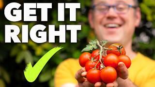 Tomato Planting Masterclass: The Secret to Perfect Tomatoes