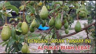 TERBUKTI...!!! CUKUP DENGAN JARAK TANAM INI ALPUKAT BUAH LEBAT