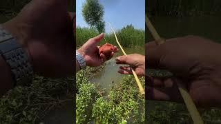 Câu cá mương, câu cá chép, cá nheo, diếc tự nhiên #2 #fishing  