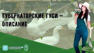 Губернаторские гуси — описание