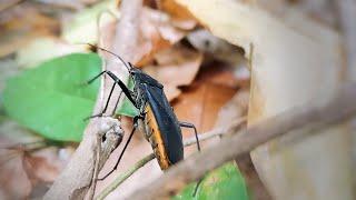 Black and yellow true bug (Hemiptera)