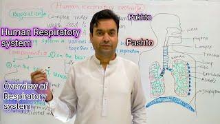 Human Respiratory System || Biology || Class 12 || Dr Mushtaq Pashto Lectures