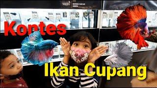 Kontes Ikan Cupang di Mall || Ada Galery Foto Cupang Juga