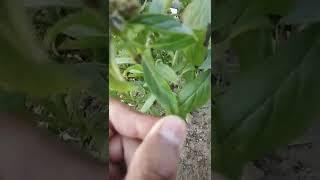 Marua Junglee Medicine  all ️ problem 1 solution ....