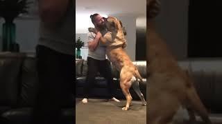 When your Huge Boerboel wants to wrestle